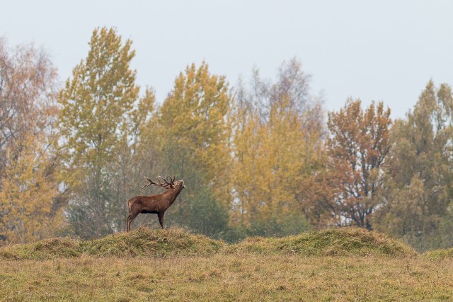 Punahirv metsaserval, Läti