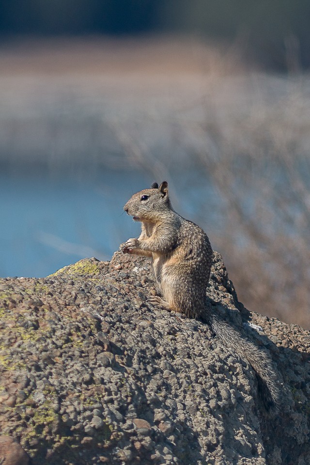 Oravlaste sugukonda kuuluv suslik kivi peal uudistamas, California