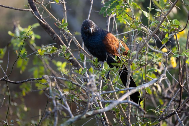 Kookakolased, vana nimega lappvareslased, väike värvuliste sugukond Sri Lanka rahvuspargis
