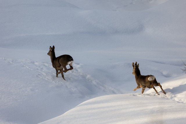 Kaks metskitse lumisel Lapimaal Soomes