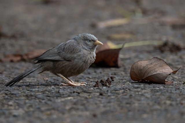 Kärbsenäpp toitu otsima, Sri Lankal