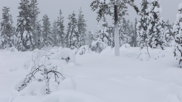 Lumeteki alla mattunud Lapimaa loodus, Soome