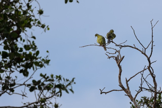 Pildil on kaks Aafrika rohetuvi puuoksal istumas