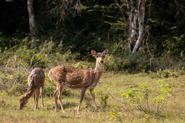 Sri Lanka telghirved rahvuspargi rohealal söömas