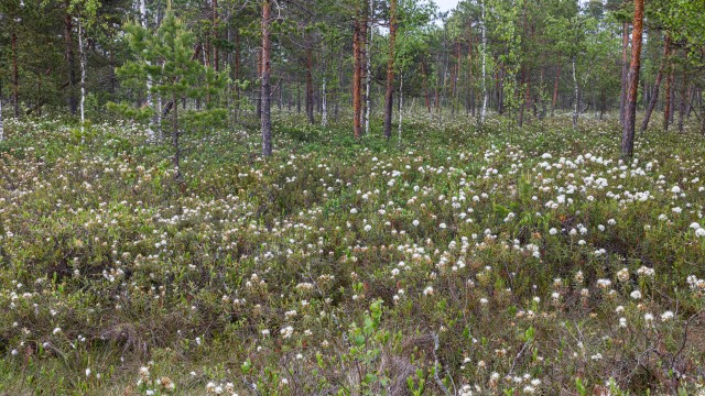 Männimets ja selle taimestik Gauja rahvuspargis, Lätis