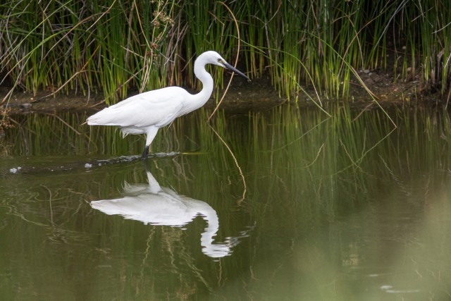 Siidhaigur jalutab tiigivees, Portugal