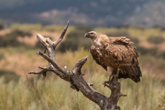 Raisakotkas kuivanud puuoksal jahti pidamas, Portugal