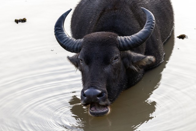 Metsik pühvel naudib vett Sri Lanka rahvuspargis