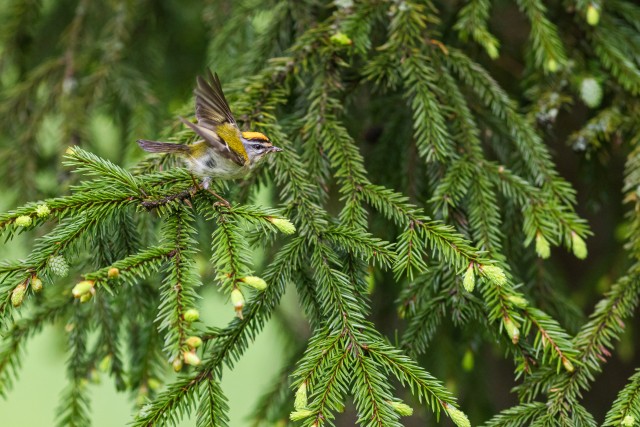 Harilik tulilind kuuseoksal Gauja rahvuspargis, Lätis