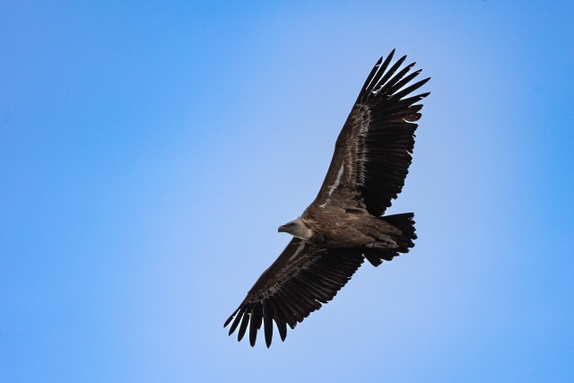Kaeluskotkas taevavõlvil liuglemas, Lõuna-Prantsusmaa