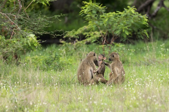 Paaviani pere Ruaha rahvuspargi rohumaal, Tansaania, Aafrika