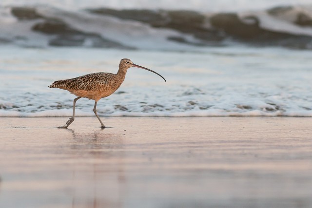 Koovitaja veemõnusi nautimas, California, USA