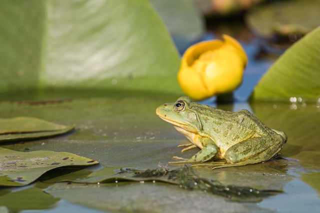 Roheline konn vesiroosi lehel. Doonau delta laguuni loomastik Rumeenias
