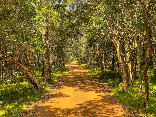 Liivane tee Wilpattu rahvuspargis Sri Lankal