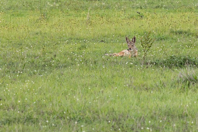 Šaakal Mikumi rahvuspargis Tansaanias Aafrikas