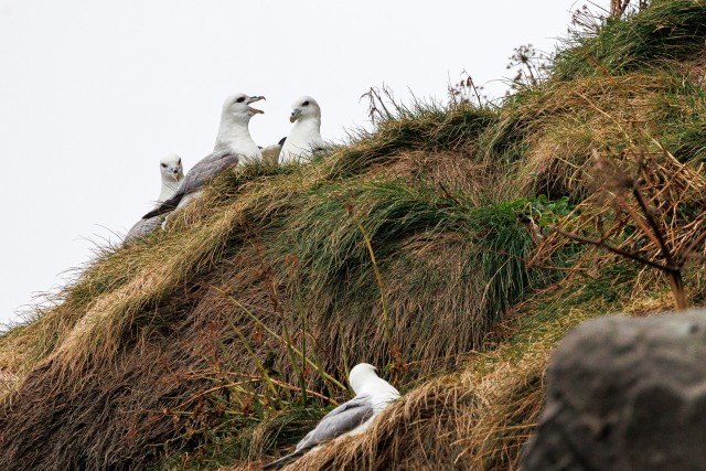 Kajakad mäenõlval pesitsemas, Island