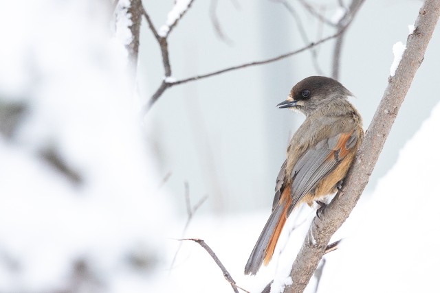 Uudisimulik laanenäär lumisel oksal, Soome