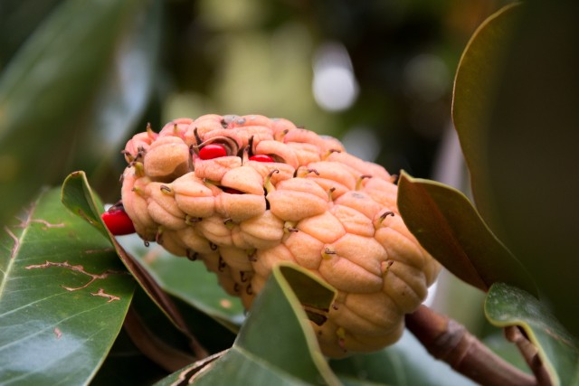 Suureõieline magnoolia