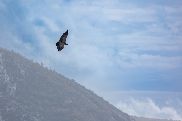 Kaeluskotkas taevavõlvil tiibu sirutamas, Lõuna-Prantsusmaa