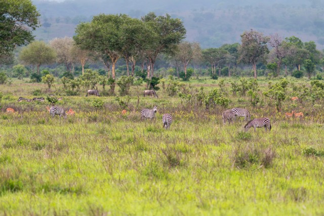 Mikumi rahvuspark Tansaanias, Aafrikas