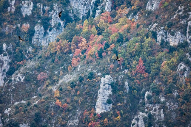 Kotkaparv mäe kohal tiirlemas, Lõuna-Prantsusmaa