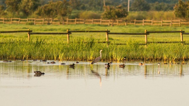 Linnud Emporda märgalade tiigis jalutamas, Hispaania