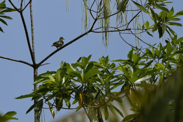 Aafrika roheline tuvi istub oksal, Sri Lanka