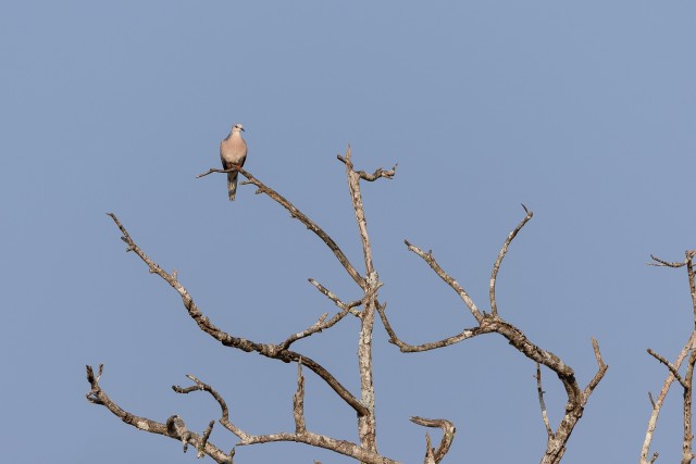 Punasilmne tuvi puu ladvas, oksal istumas, Sri Lanka