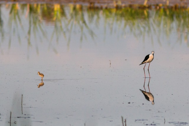 Linnud tiigi kaldal utsimas otsimas, Hispaania