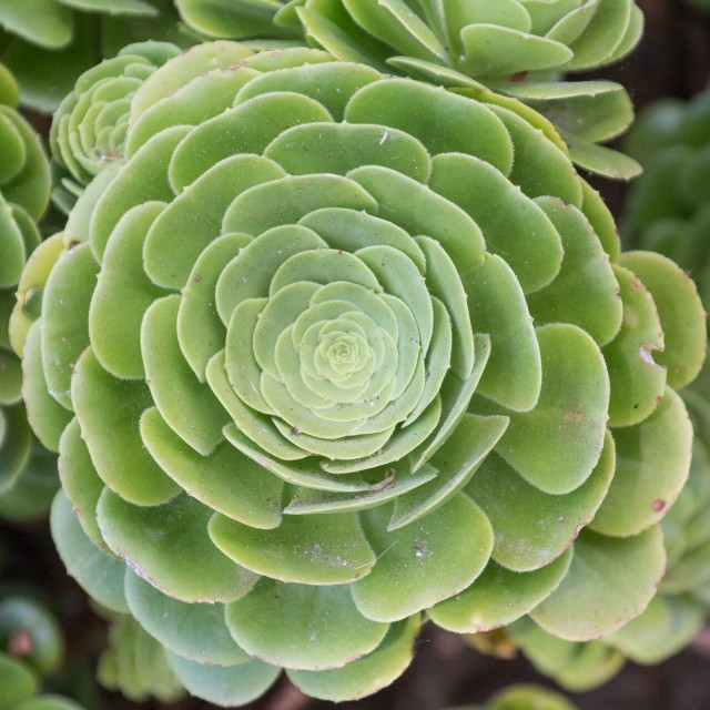 Toreda välimusega Kanaari saartelt pärit taim, laudjas kestvik (Aeonium tabuliforme) meenutab rohelist taldrikut