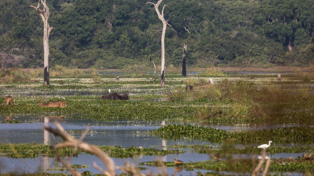 Täpikhirve ja lindude rahulik hetk veekogu ääres nende looduslikus elupaigas