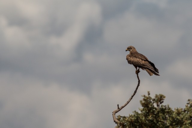 Raisakotkas puu oksal istumas ja jahti pidamas, Portugal
