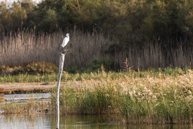 Suurhaigur seisab puidust doki tipus Prantsusmaal