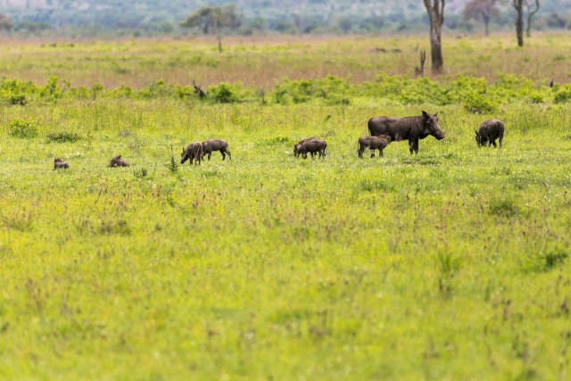 Harilik tüügassigade perekond Mikumi rahvuspargis Tansaanias Aafrikas