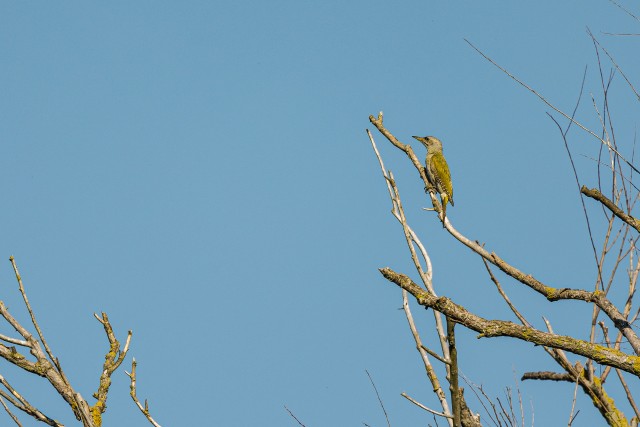 Hallpea-rähn puuoksal, Doonau delta, Rumeenia