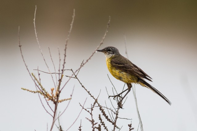 Hänilane istub oksal, Portugal