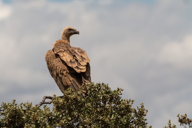 Raisakotkas puu otsas jahti pidamas, Portugal