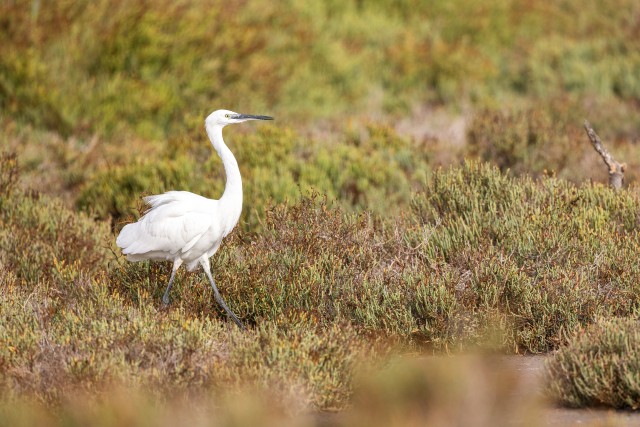 Siihaigur uhkelt soolarohu vahel jalutamas, Prantsusmaa