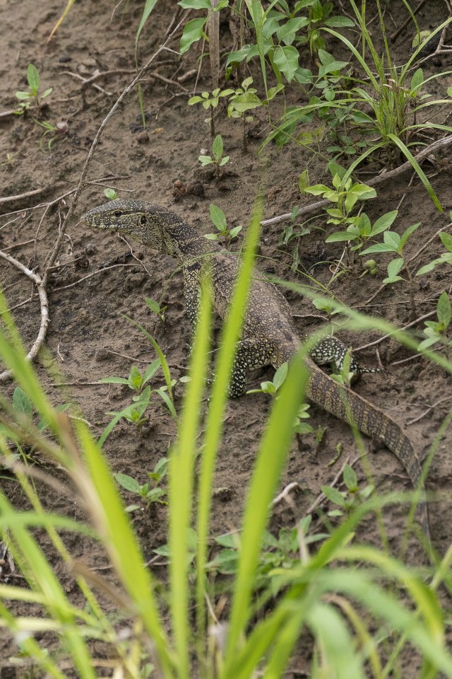 Niiluse varaanik kõnnib läbi rohu Mikumi rahvuspargis Tansaanias, Aafrikas