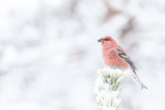 Männileevike lumisel männioksal tiibu puhkamas, Soome