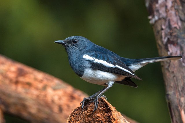 Idamaine harakas murdunud oksal istumas, Sri Lanka