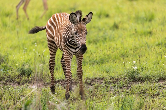 Noor zebra poeg läbi rohu kõndimas,  Mikumi rahvuspargis Tansaanias, Aafrikas