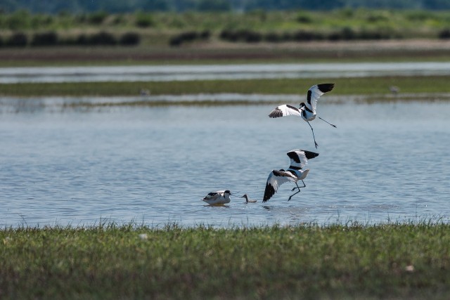 Naaskelnokk lind lendamas Doonau delta kohal, Rumeenia